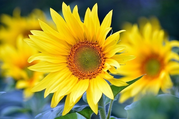 Sonnenblume