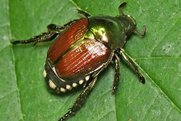 Japank&auml;fer Foto: Zimmermann