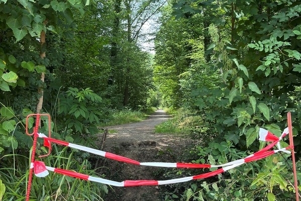 Fusssteg im Futterholz beim Regenrckhaltebecken