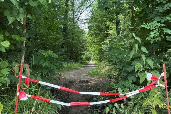 Fusssteg im Futterholz beim Regenr&uuml;ckhaltebecken