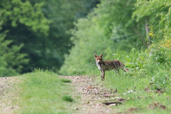 Fuchs, Wald, Natur