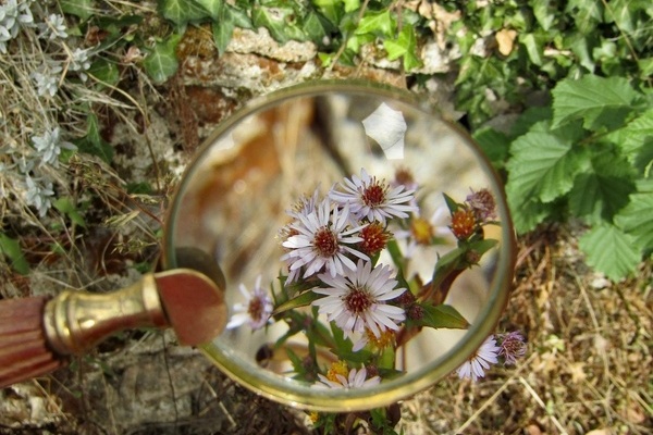Blick durch die Lupe, Blumen und Natur 