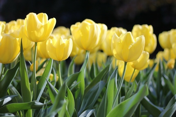 gelbe Tulpenwiese