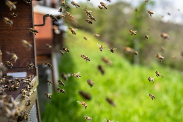 Ein Bienenvolk fliegt in einer h&ouml;lzernen Bienenbeute