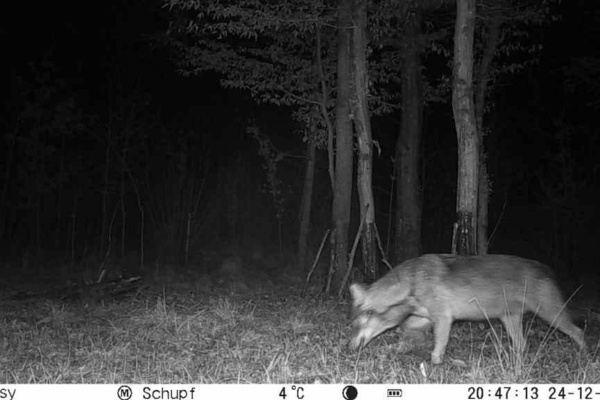 Zweiter bestätigter Wolfsnachweis im Landkreis Emmendingen