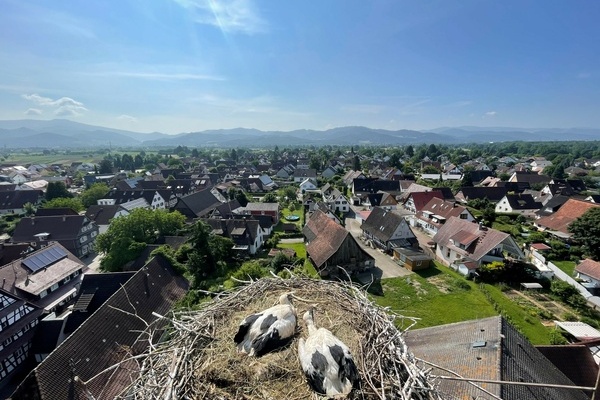 Bild vom Storchennest Juni 2025 Bild vom Storchennest Juni 2025