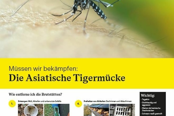 Asiatische Tigermücke Informationsmaterial