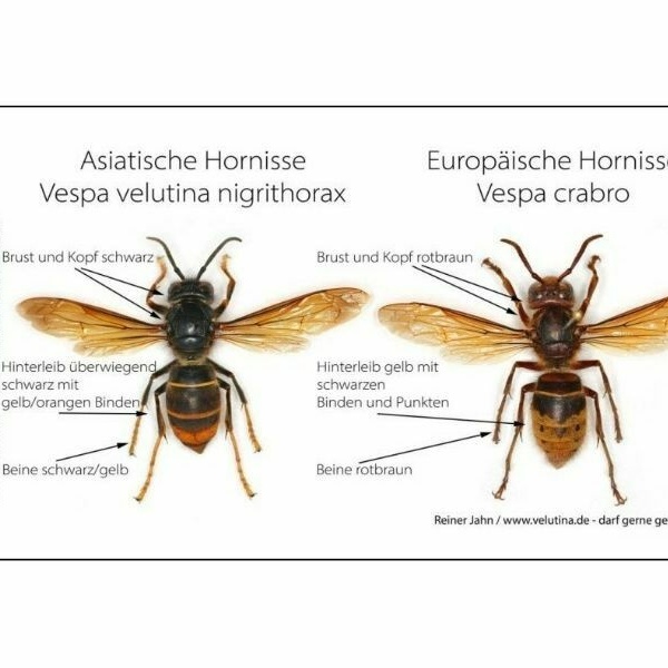 Asiatische und Europische Hornisse