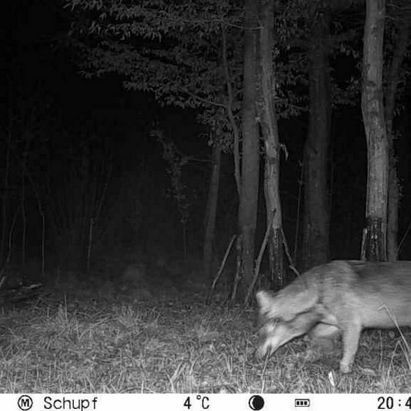 Zweiter besttigter Wolfsnachweis im Landkreis Emmendingen